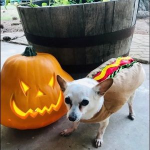 Dog Hotdog Costume Size Small